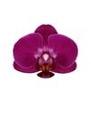 enphalaenopsis-pot-purple-108719-0