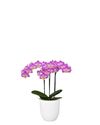 enphalaenopsis-pot-pink-110202-1