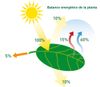 EnergiebalansgewasENG