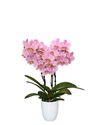 phalaenopsis-potplanten-treviso-roze-102677