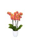 phalaenopsis-potplanten-bolgheri-koper-107949