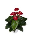 anthurium-potplanten-alabama-rood-201289