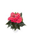 anthurium-potplanten-california-roze-204960-1