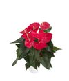 enanthurium-pot-casparo-red-205127-0