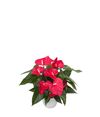 enanthurium-pot-casparo-red-205127-1