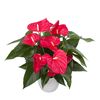 esanturio-para-maceta-casparo-rojo-las-flores-conservan-su-color-mucho-tiempo-2