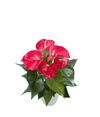anthurium-potplanten-minnesota-rood-205767-1