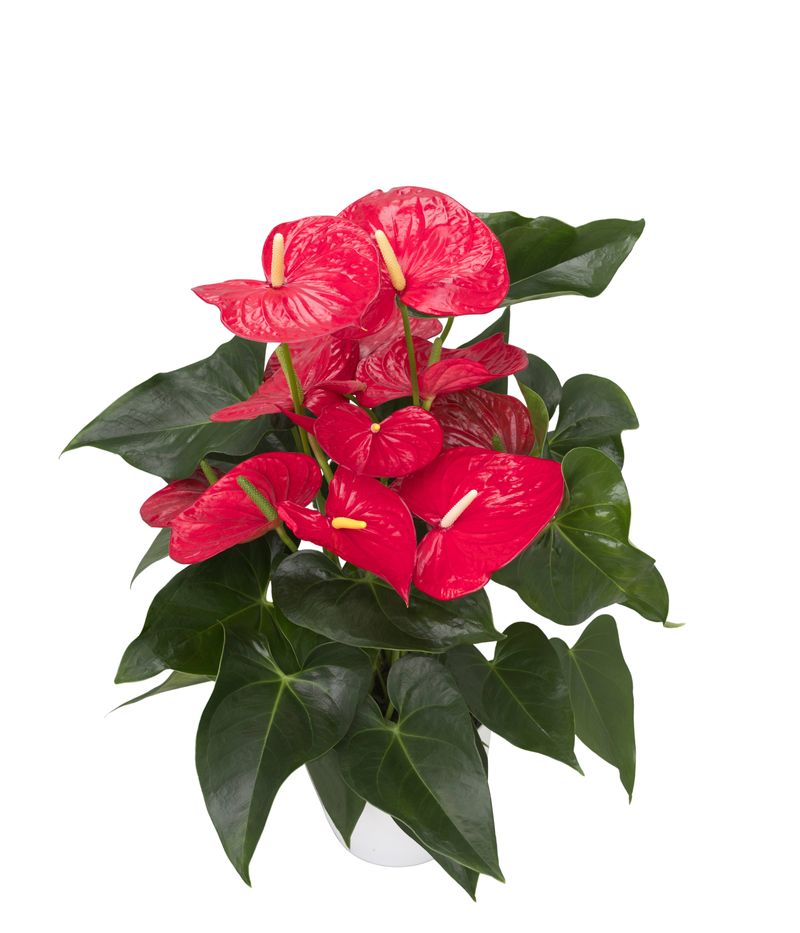 bonsai verkauf Ficus microcarpa 'Ginseng' Bonsai kaufen main image 0