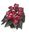 enanthurium-pot-delicata-brown-205746-0