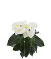 enanthurium-pot-alpine-white-205747-0