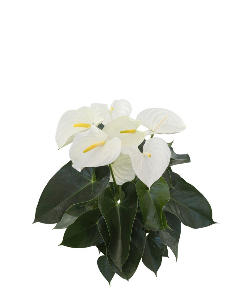Alpine - Anthurium pot plants | Anthura