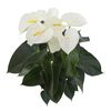enanthurium-pot-alpine-white-205747-1