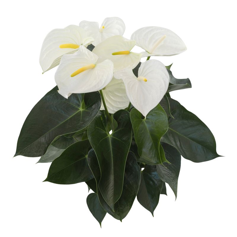 asplenium nidus - bird's nest fern Asplenium nidus (Assorted Birds Nest Fern)  The Plant Lady SF
