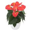 enanthurium-pot-stilo-orange-205901-1