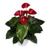 anthurium-potplanten-alabama-rood-201289