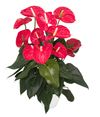 anthurium-potplanten-madural-rood-201976-0