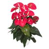 enanthurium-pot-madural-red-201976-1