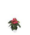 anthurium-potplanten-royal-champion-rood-202072