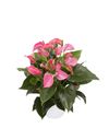 anthurium-potplanten-joli-paars-202386-0