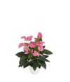 anthurium-potplanten-joli-paars-202386-1
