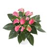 anthurium-potplanten-joli-paars-202386-4