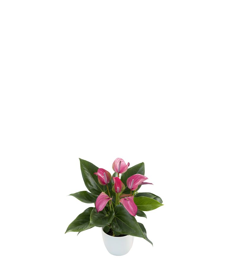Joli - Anthurium pot plants | Anthura