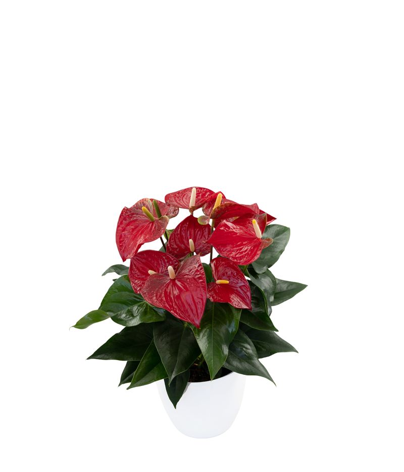 anthurium andreanum description Anthurium andreanum | Plants