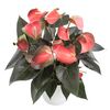 anthurium-potplanten-rainbow-champion-oranje-202619-1