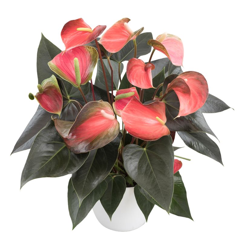 liguster bonsai blüte Bonsai Liguster – Bonsai winkel main image 1