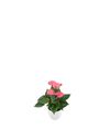 anthurium-potplanten-royal-pink-champion-roze-203209-3