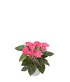 enanthurium-pot-royal-pink-champion-pink-203209-2