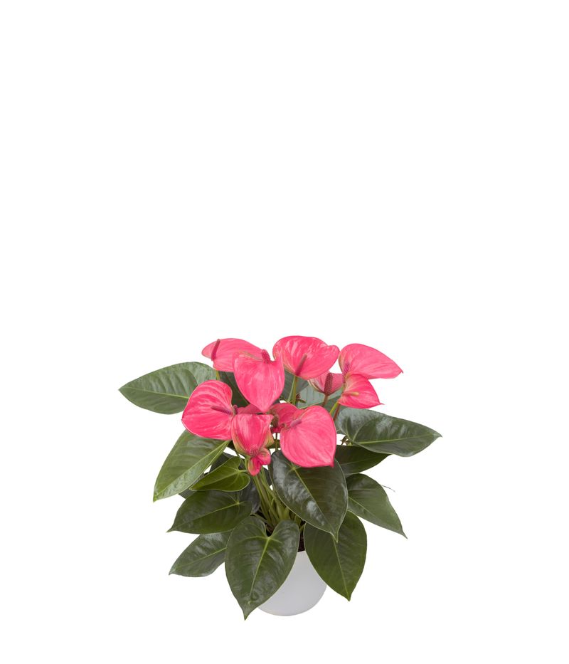 Royal Pink Champion - Anthurium pot plants | Anthura
