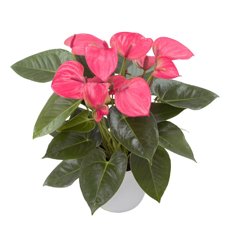 tomate bonsai minibel Saatgut Cherrytomate 'Minibel' - Lycopersicon lycopersicum minibel