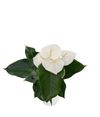 anthurium-potplanten-montana-wit-203332-0