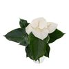 enanthurium-pot-montana-white-203332-1