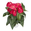 anthurium-potplanten-nevada-rood-203725-1