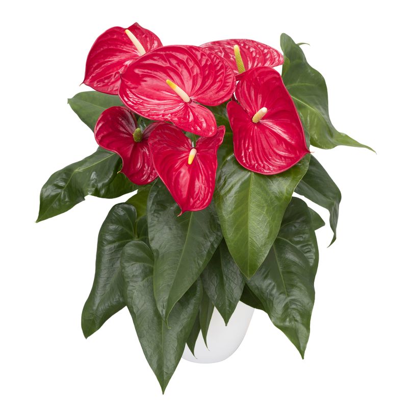 Nevada - Anthurium potplanten | Anthura