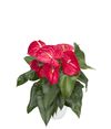 enanthurium-pot-nevada-red-203725-0