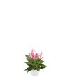 anthurium-potplanten-lilli-roze-203770-1