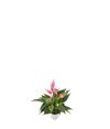 anthurium-potplanten-lilli-roze-203770-2