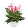 anthurium-potplanten-lilli-roze-203770-3