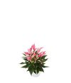 enanthurium-pot-lilli-pink-203770-0