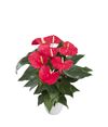 enanthurium-pot-oklahoma-red-203811
