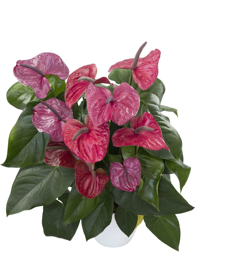 audrey ficus divide Ficus 'Audrey' – Wasson Nursery main image 1