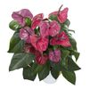 enanthurium-pot-utah-purple-202647-1