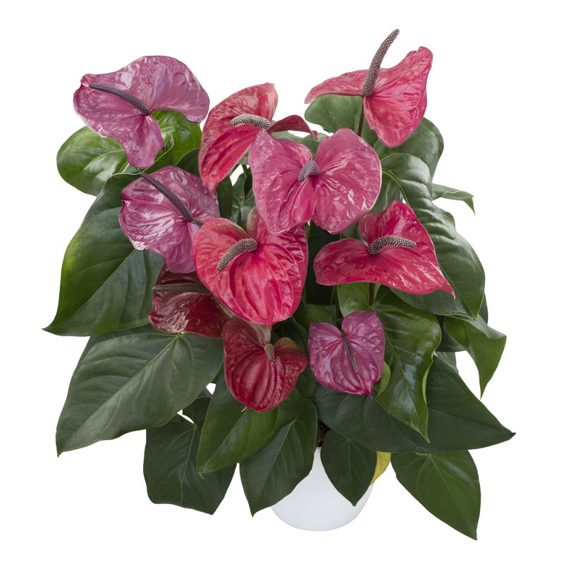 14 in plant pot Bloem Lucca Self Watering Planter 14