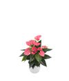 anthurium-potplanten-sweet-dream-roze-203845-0