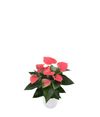 anthurium-potplanten-sweet-dream-roze-203845-1