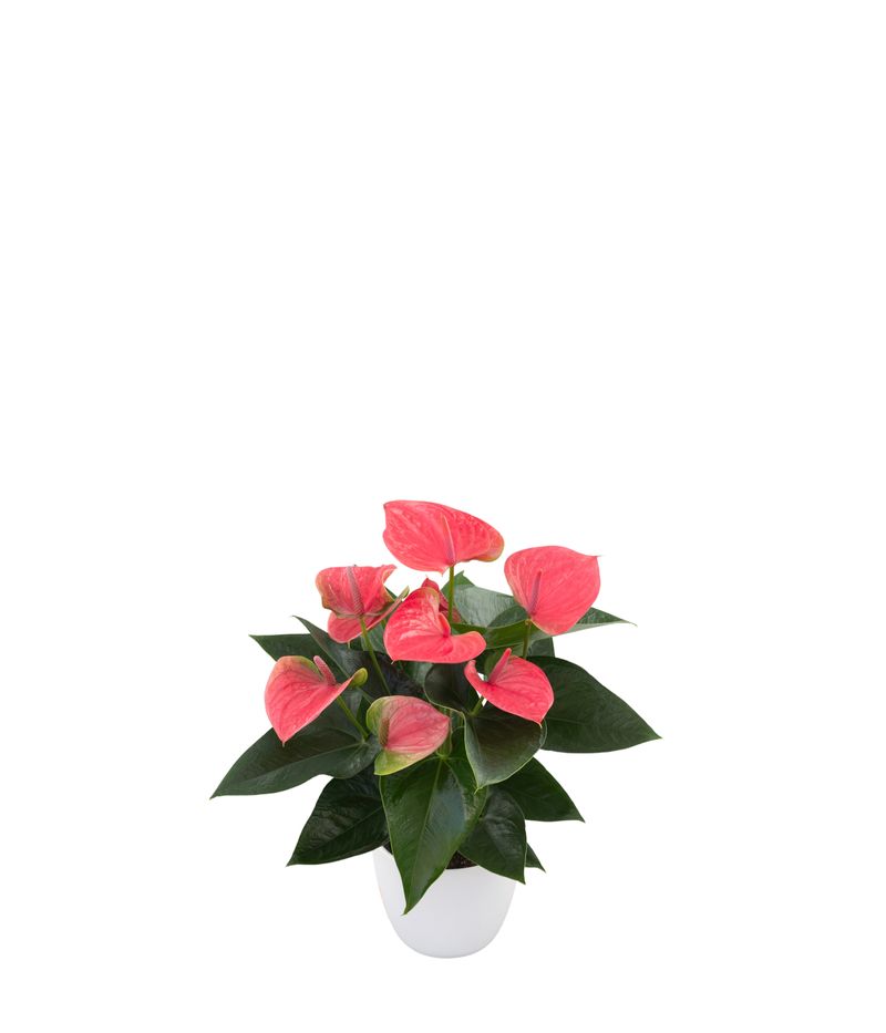 Sweet Dream - Anthurium pot plants | Anthura