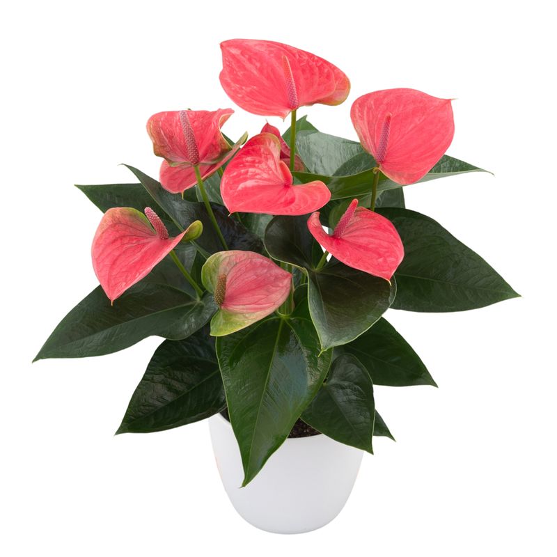 Sweet Dream - Anthurium pot plants | Anthura